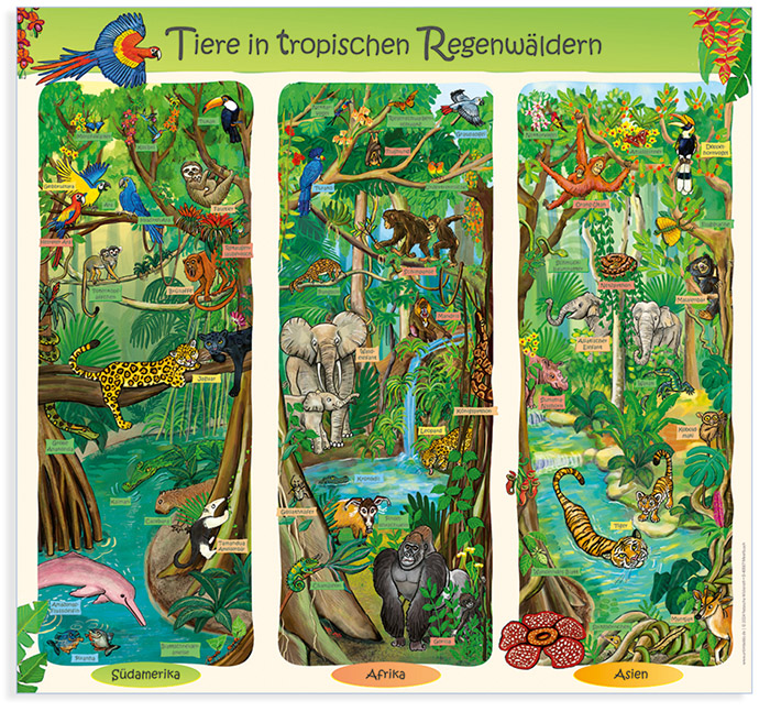 Regenwald Tiere Poster 2024 von NW