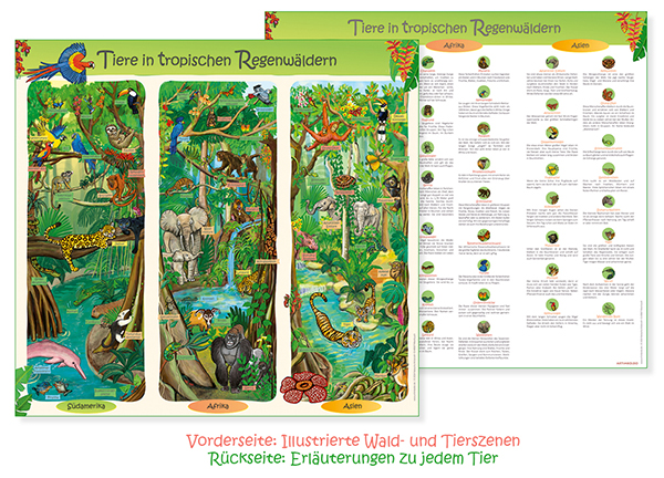 Poster Regenwald-Tiere Vorder- und Rückseite